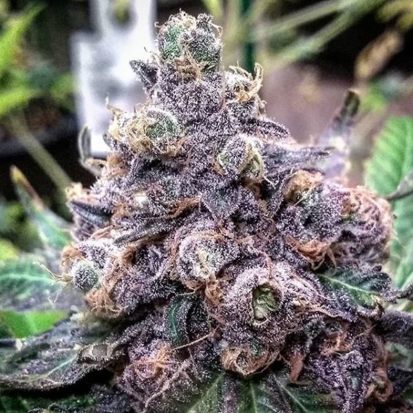 old grand daddy purple